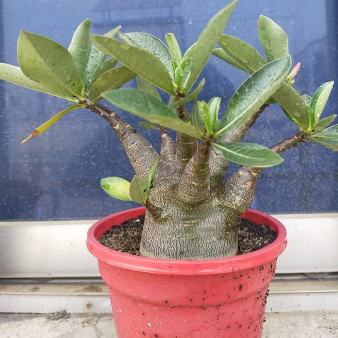 Adenium Arabicum Seeds DDC - 3