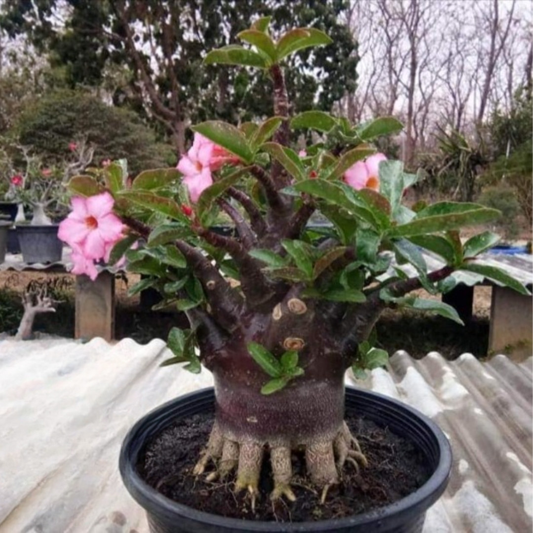 Adenium Arabicum Seeds DDC - 3