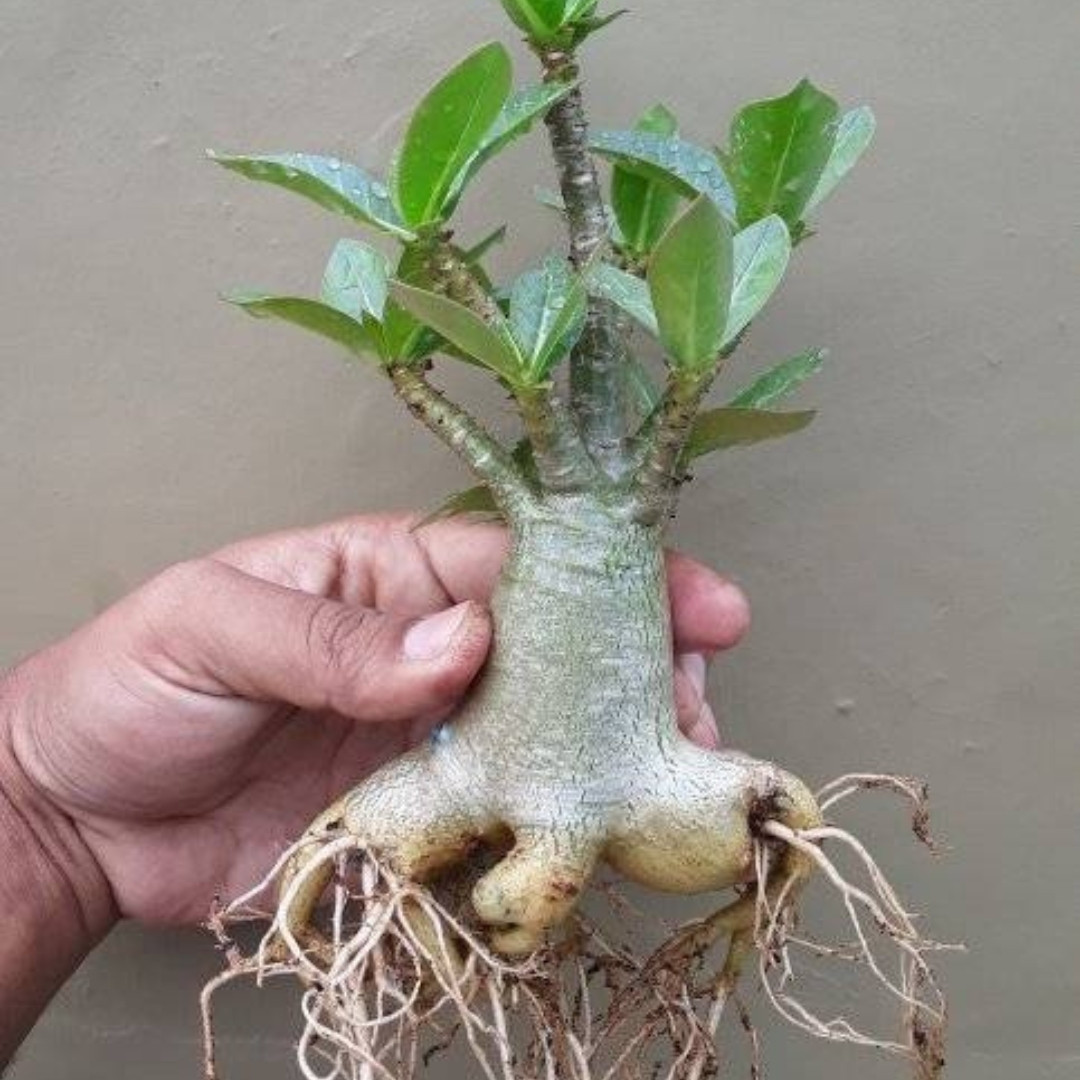 Adenium Arabicum Seeds DDC - 3