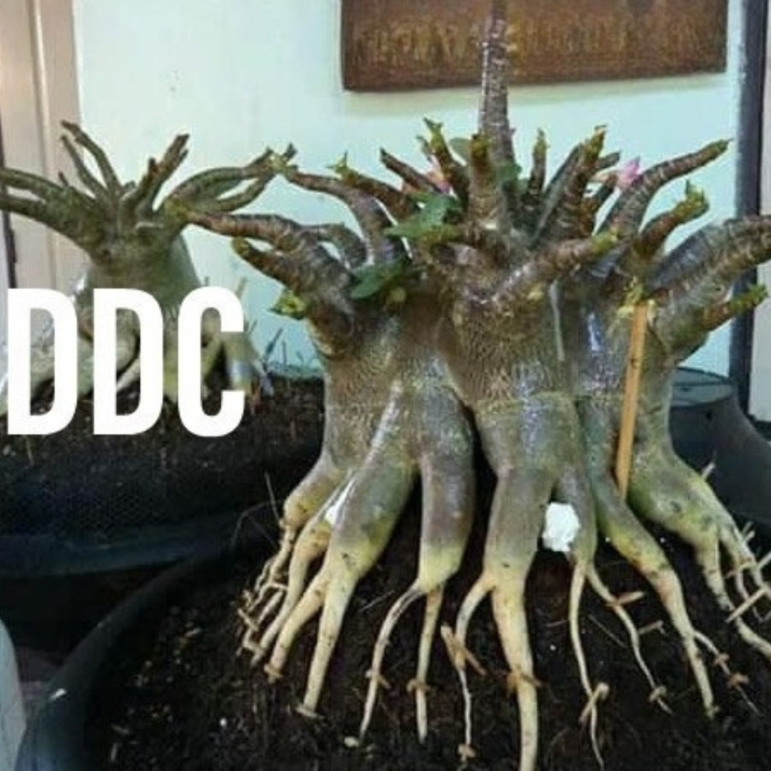 Adenium Arabicum Seeds DDC - 3