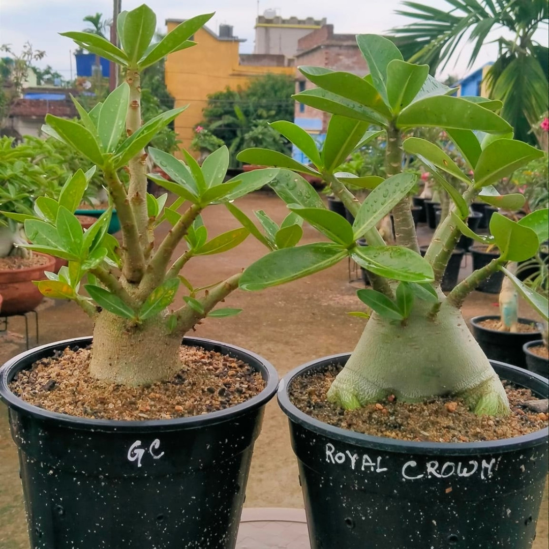Adenium Socotranum Seeds Royal Crown - 3
