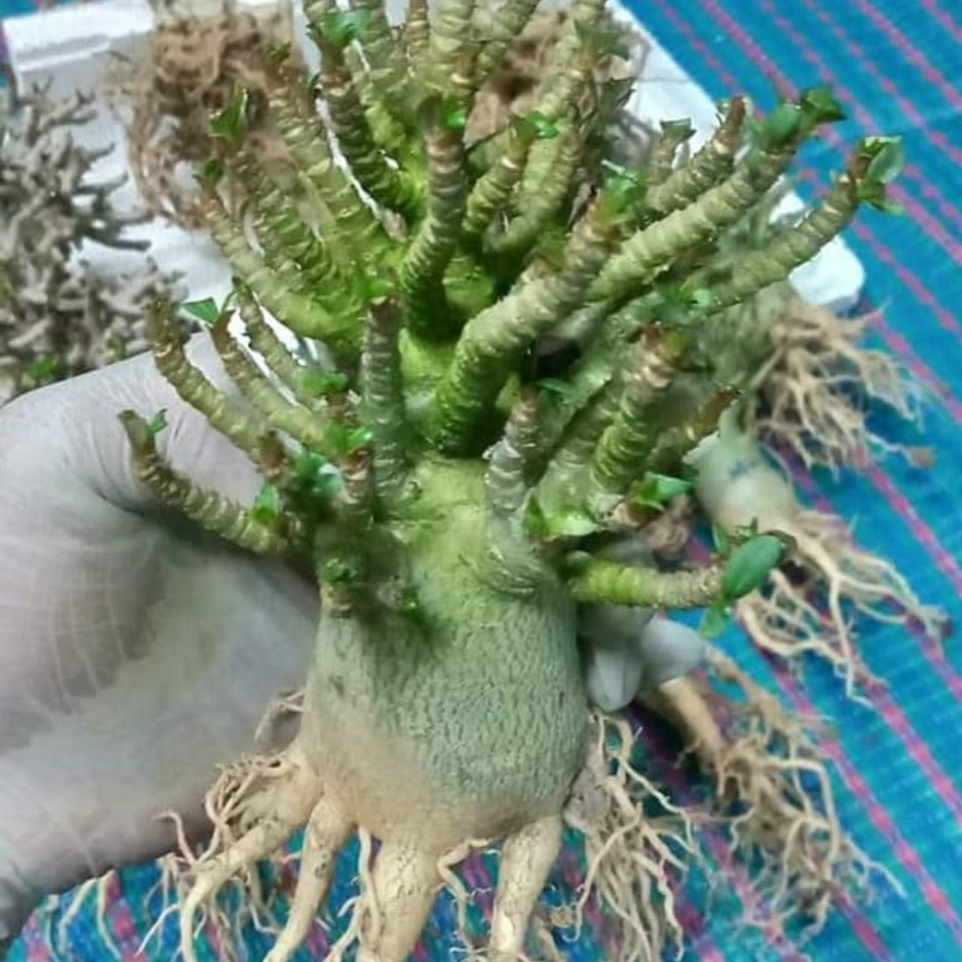 Adenium Socotranum Seeds Royal Crown - 3