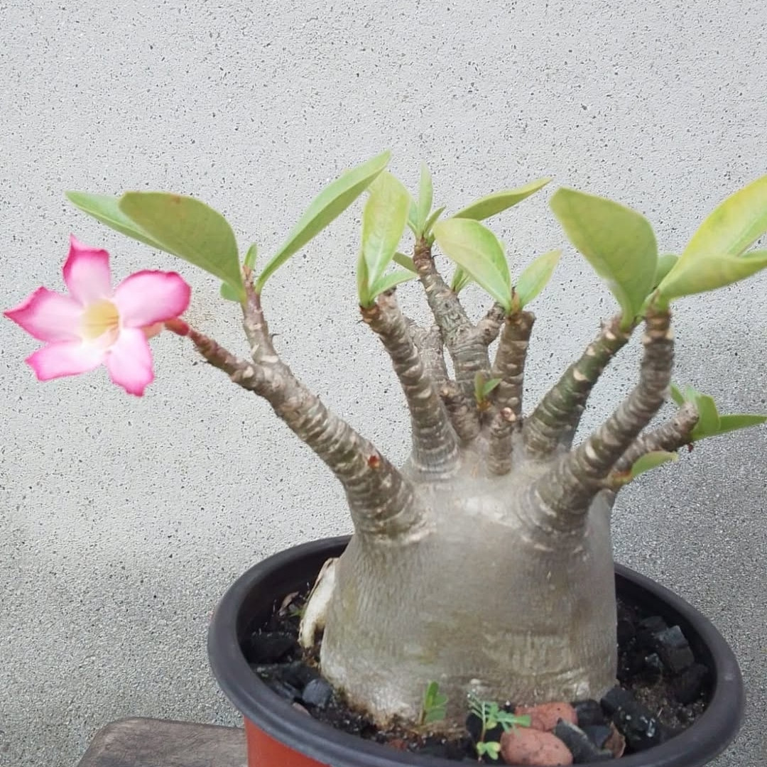 Adenium Socotranum Seeds Royal Crown - 3