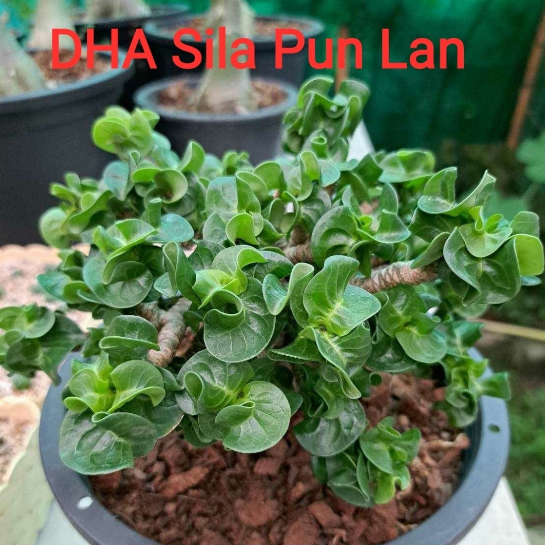 Adenium Arabicum Seeds DHA Sila Panlan - 3