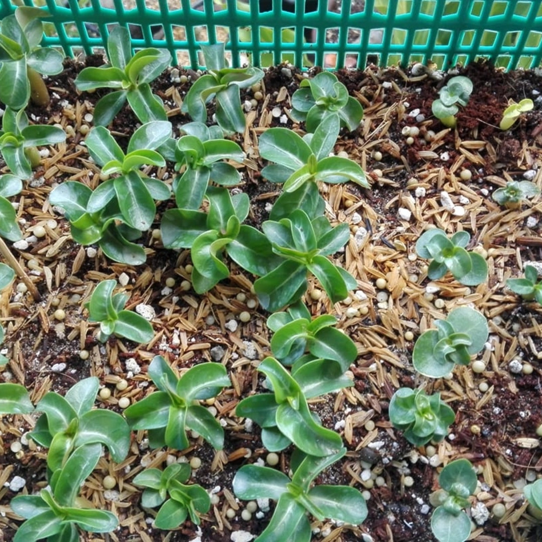 Adenium Arabicum Seeds DHA Sila Panlan - 3