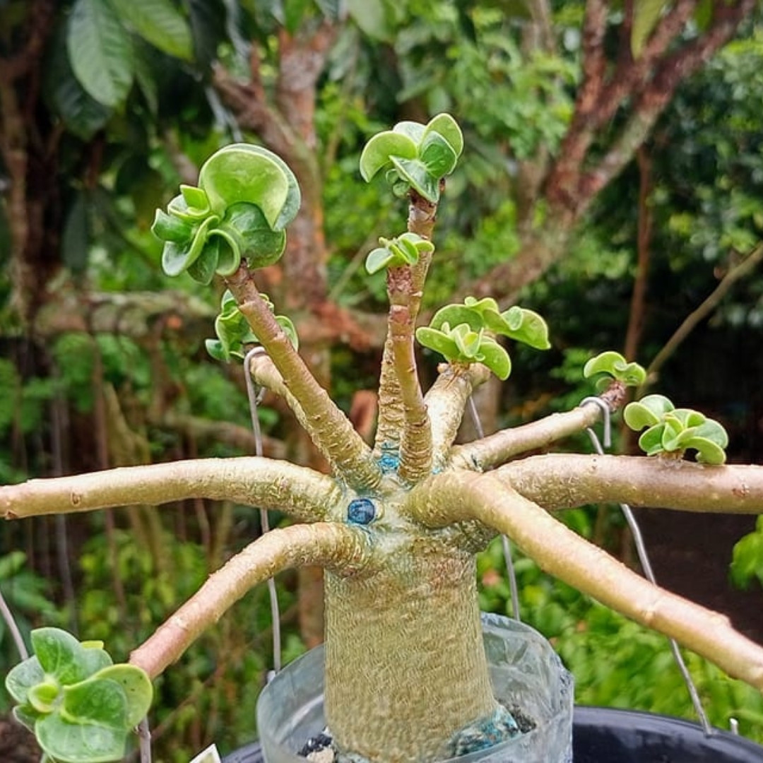 Adenium Arabicum Seeds DHA Sila Panlan - 3