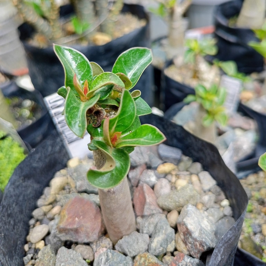 Adenium Arabicum Seeds DHA Sila Panlan - 3
