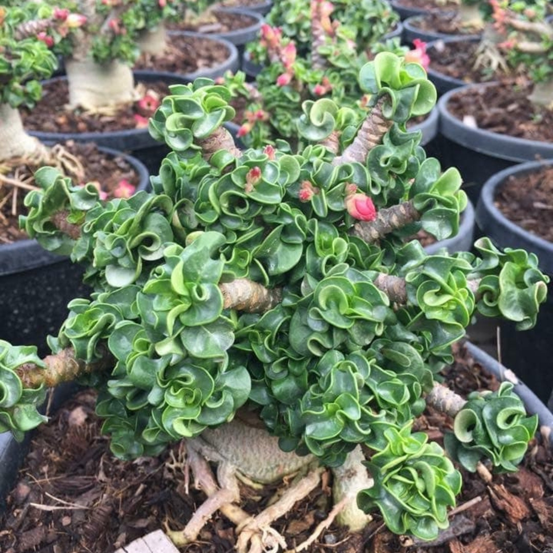 Adenium Arabicum Seeds DHA Sila Panlan - 3