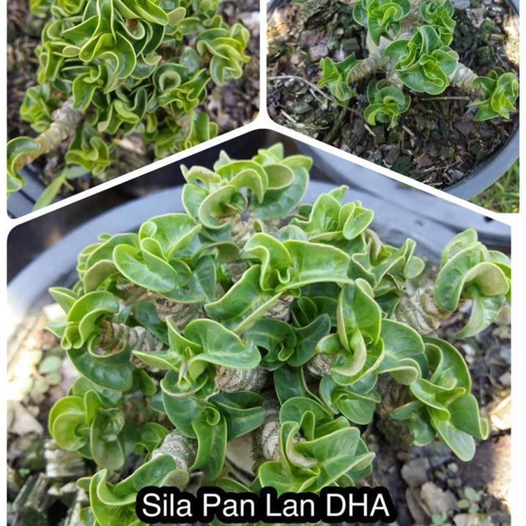 Adenium Arabicum Seeds DHA Sila Panlan - 3
