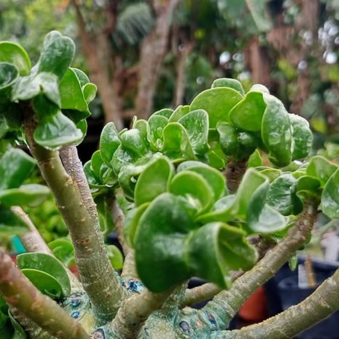 Adenium Arabicum Seeds DHA Sila Panlan - 3