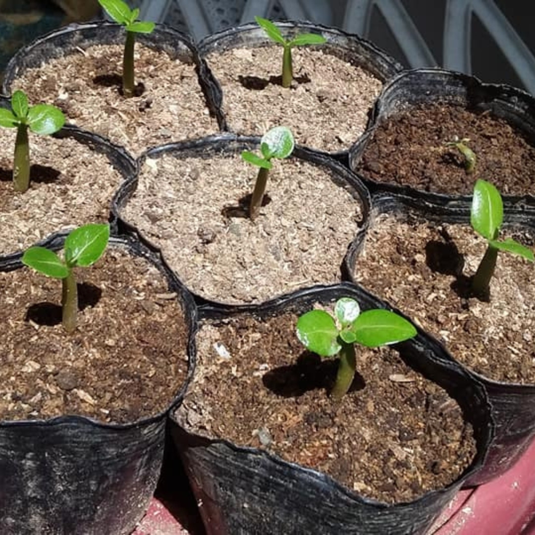 Adenium Thai Socotranum Seeds Siam Crown (SC) - 3