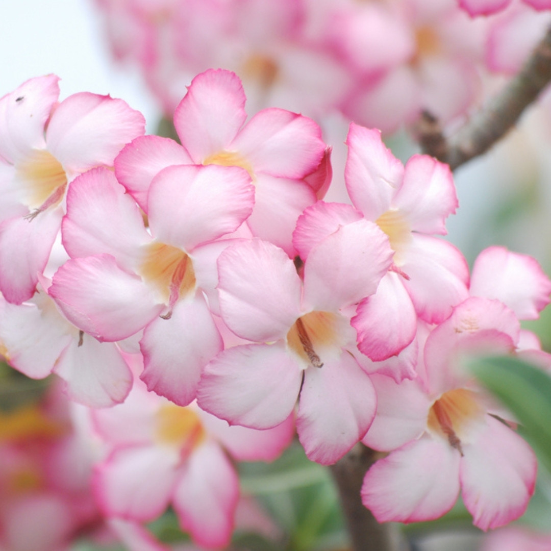 Adenium Arabicum Seeds Yak Saudi Ratchaburi (RBR) - 3