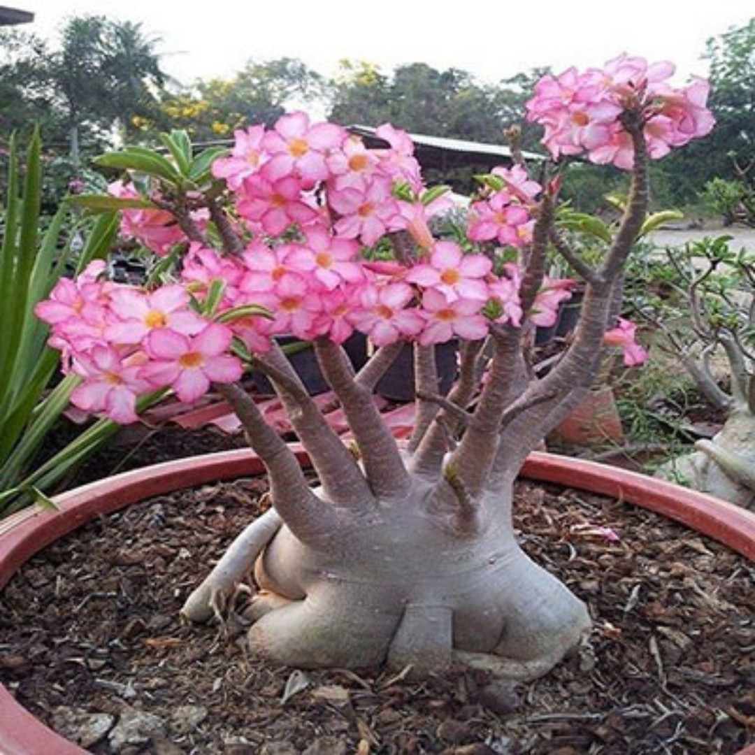 Adenium Arabicum Seeds Yak Saudi Ratchaburi (RBR) - 3