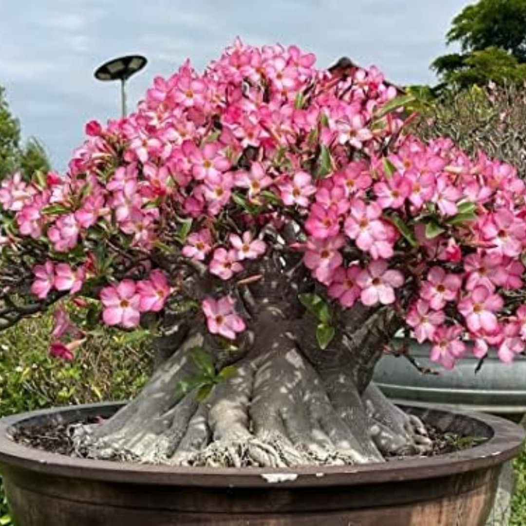 Adenium Arabicum Seeds Yak Saudi Ratchaburi (RBR) - 3