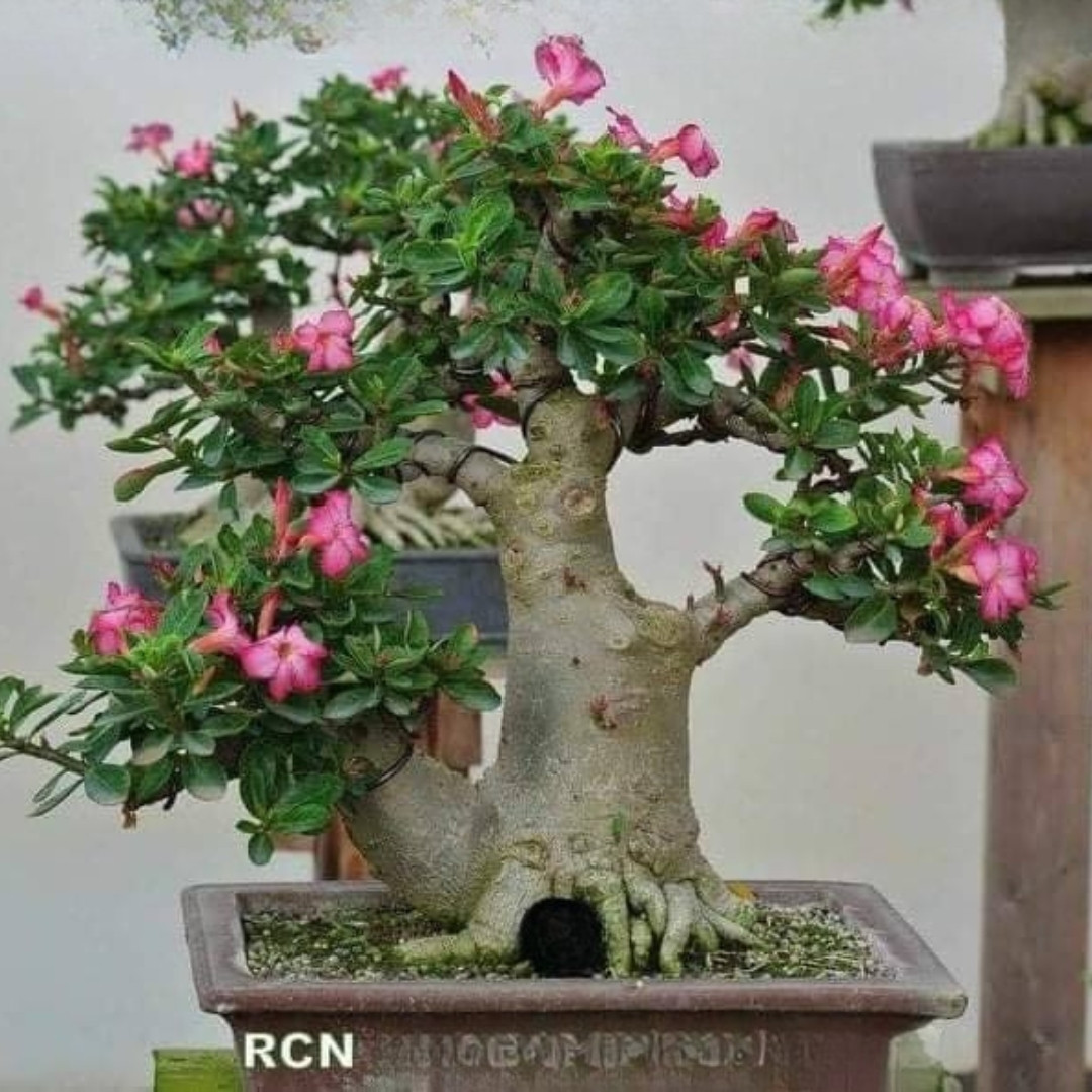 Adenium Arabicum Seeds Ra Chi Nee Pan Dok (RCN) - 3