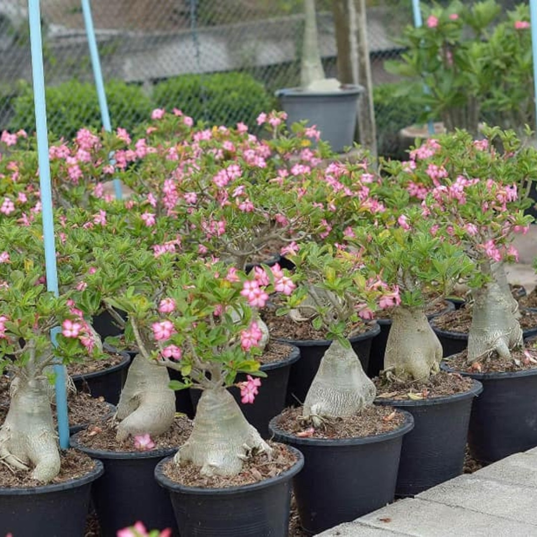 Adenium Arabicum Seeds Ra Chi Nee Pan Dok (RCN) - 3