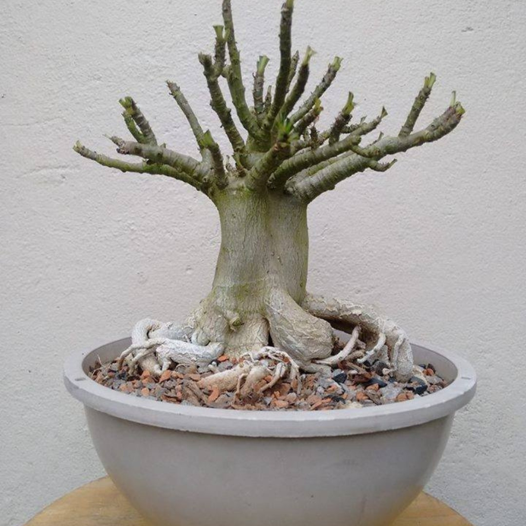 Adenium Arabicum Seeds Ra Chi Nee Pan Dok (RCN) - 3