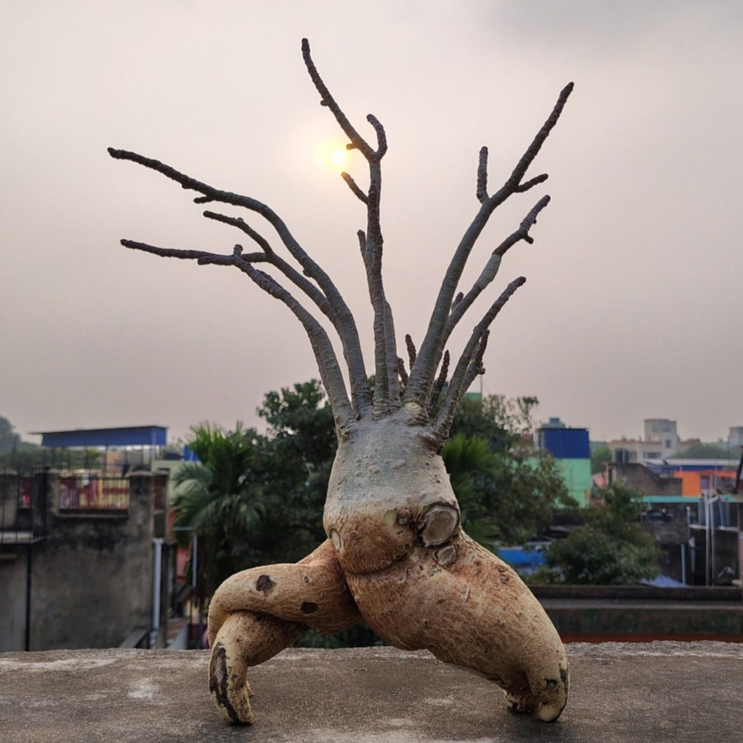 Adenium Arabicum Seeds Ra Chi Nee Pan Dok (RCN) - 3