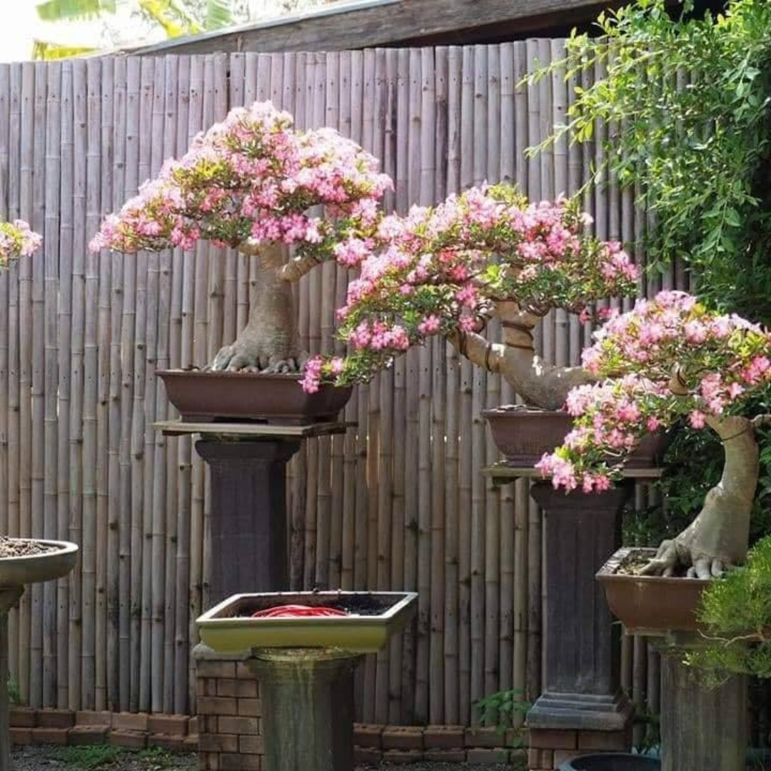 Adenium Arabicum Seeds Ra Chi Nee Pan Dok (RCN) - 3