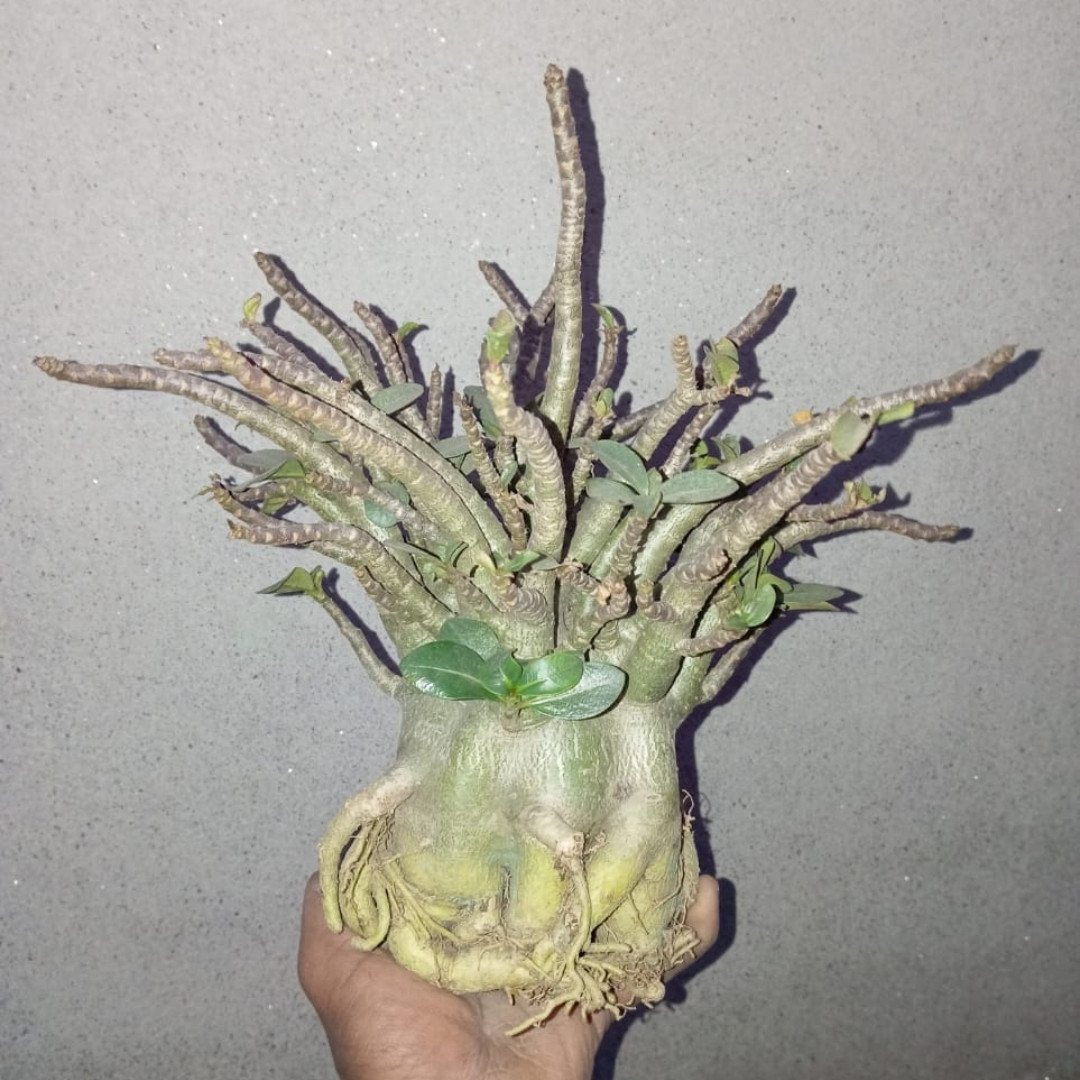Adenium Arabicum Seeds Ra Chi Nee Pan Dok (RCN) - 3