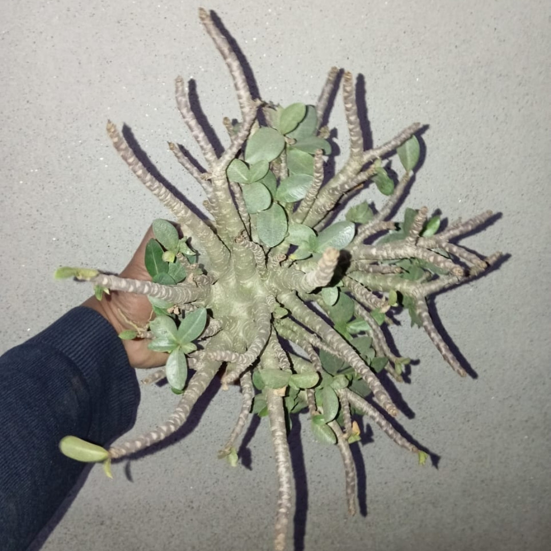 Adenium Arabicum Seeds Ra Chi Nee Pan Dok (RCN) - 3