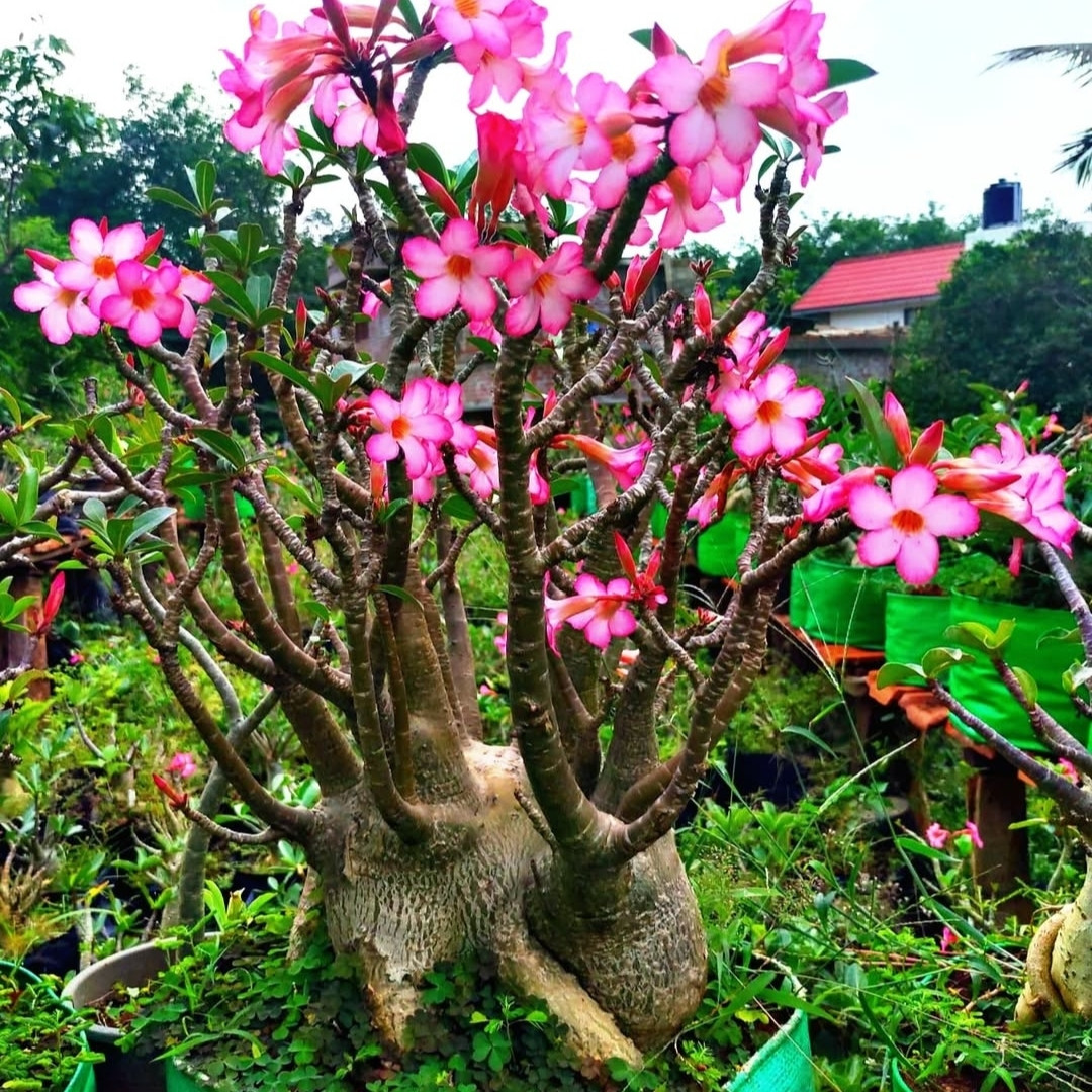 Adenium Arabicum Seeds Ra Chi Nee Pan Dok (RCN) - 3