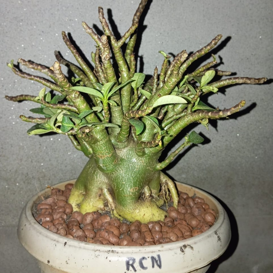 Adenium Arabicum Seeds Ra Chi Nee Pan Dok (RCN) - 3