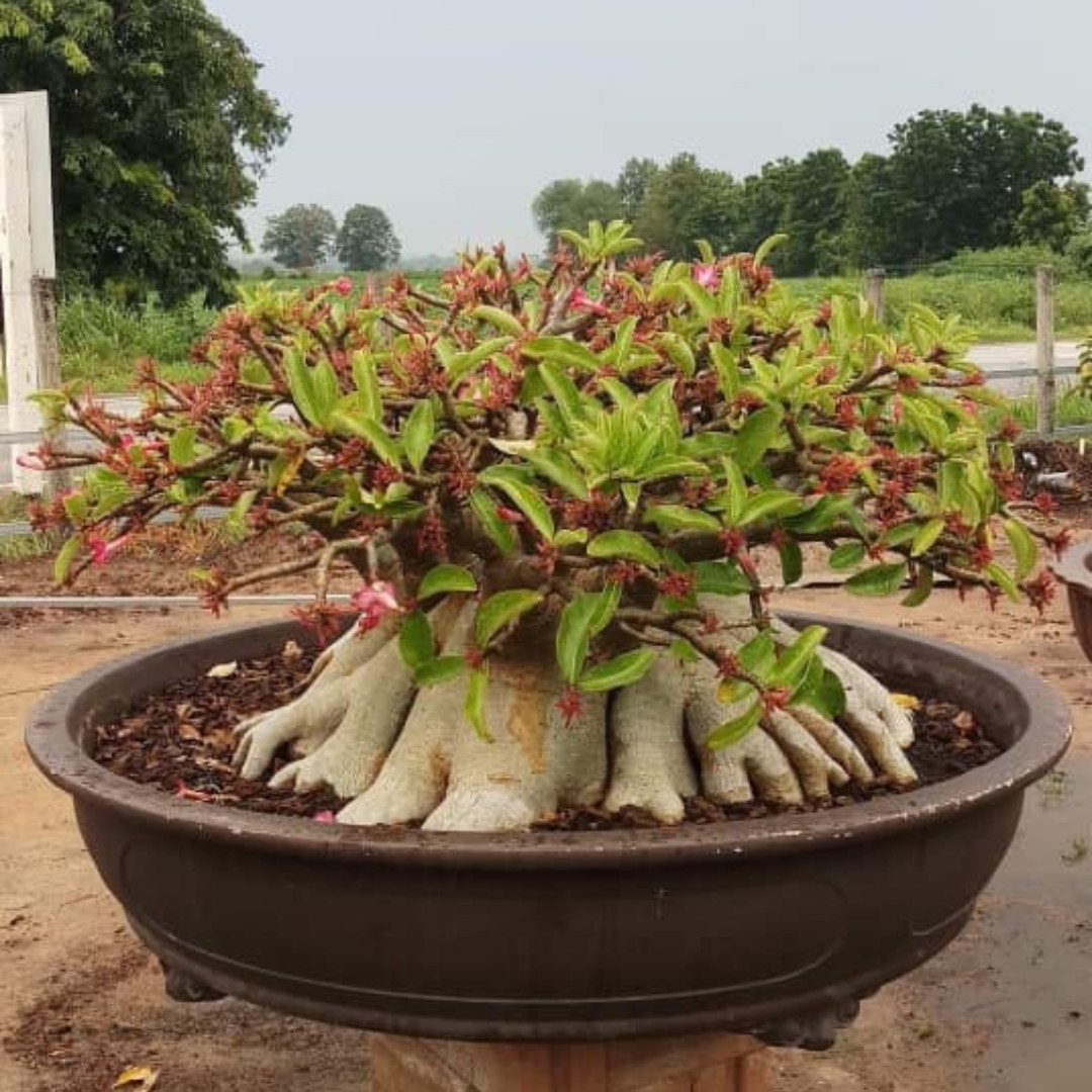 Adenium Thai Socotranum Seeds Khao Hin Zon (KHZ) - 3