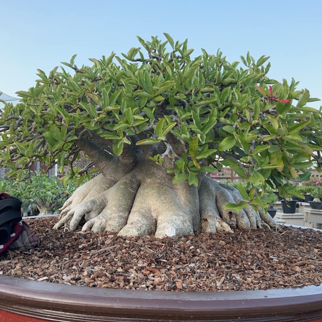 Adenium Thai Socotranum Seeds Khao Hin Zon (KHZ) - 3