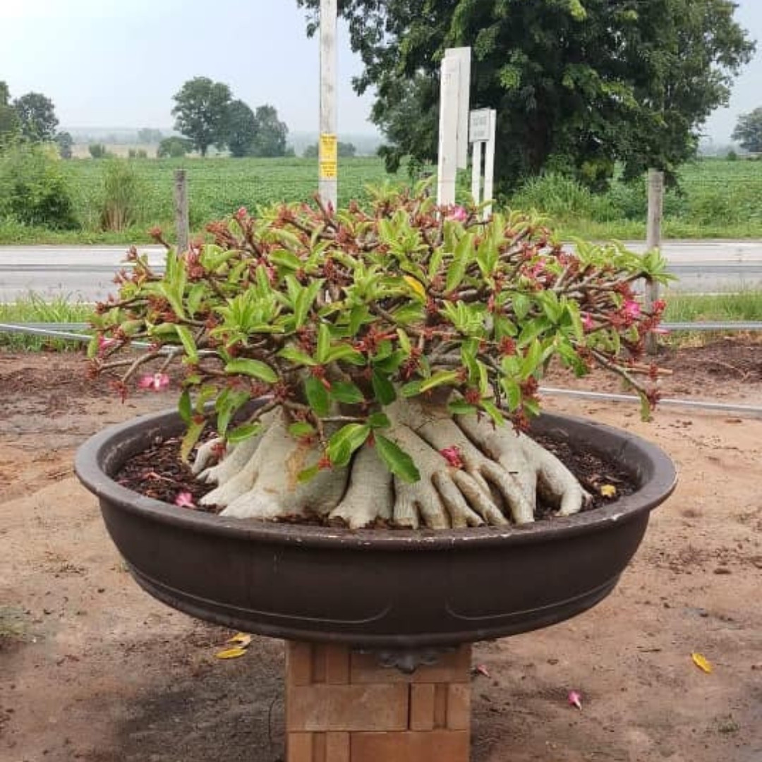 Adenium Thai Socotranum Seeds Khao Hin Zon (KHZ) - 3