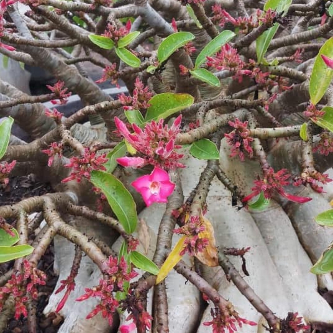 Adenium Thai Socotranum Seeds Khao Hin Zon (KHZ) - 3