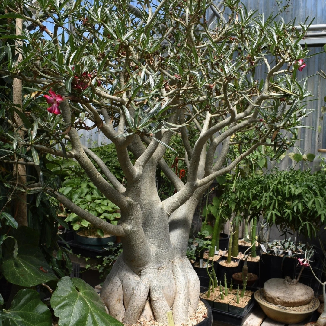 Adenium Somalense Seeds Mix - 3