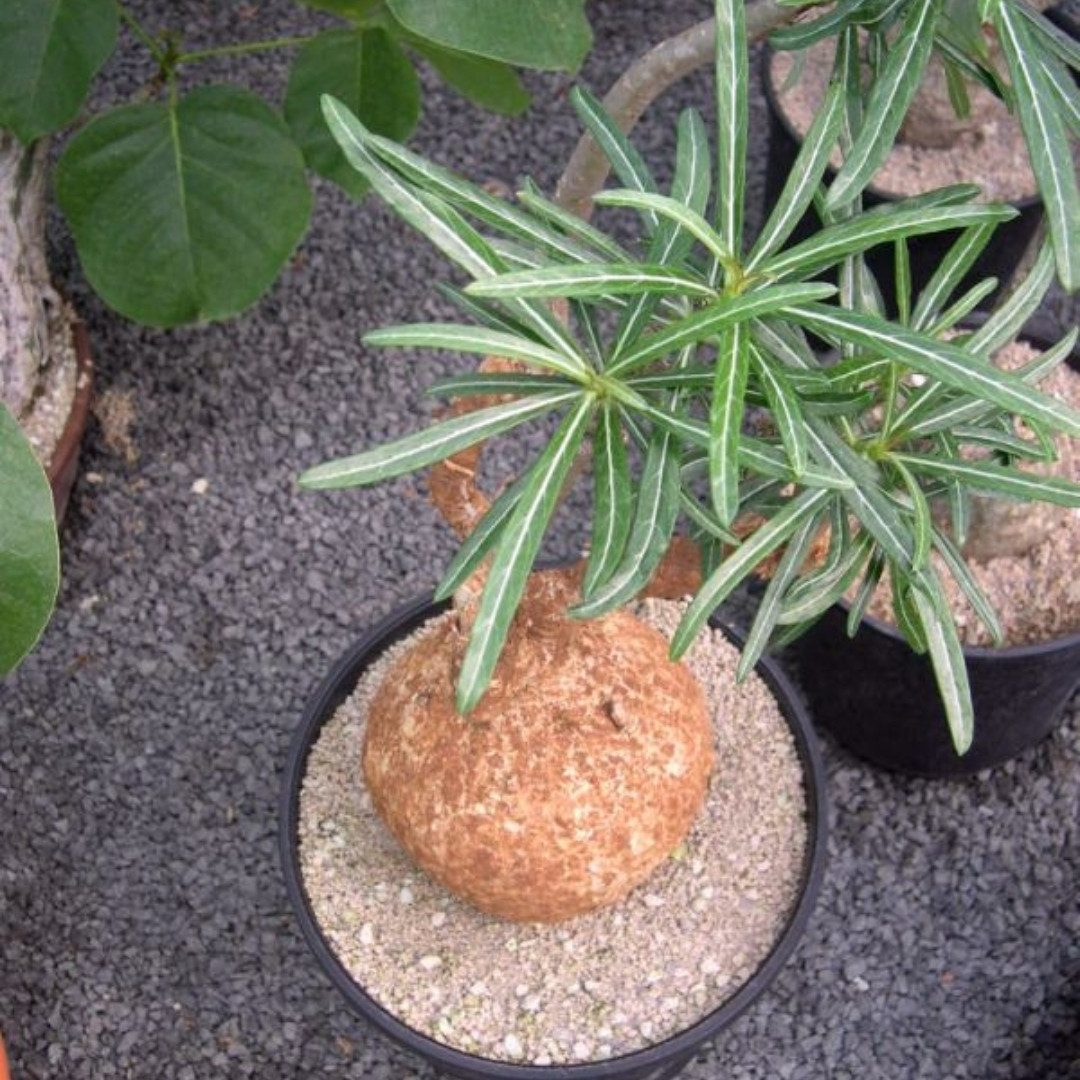 Adenium Somalense Seeds Mix - 3