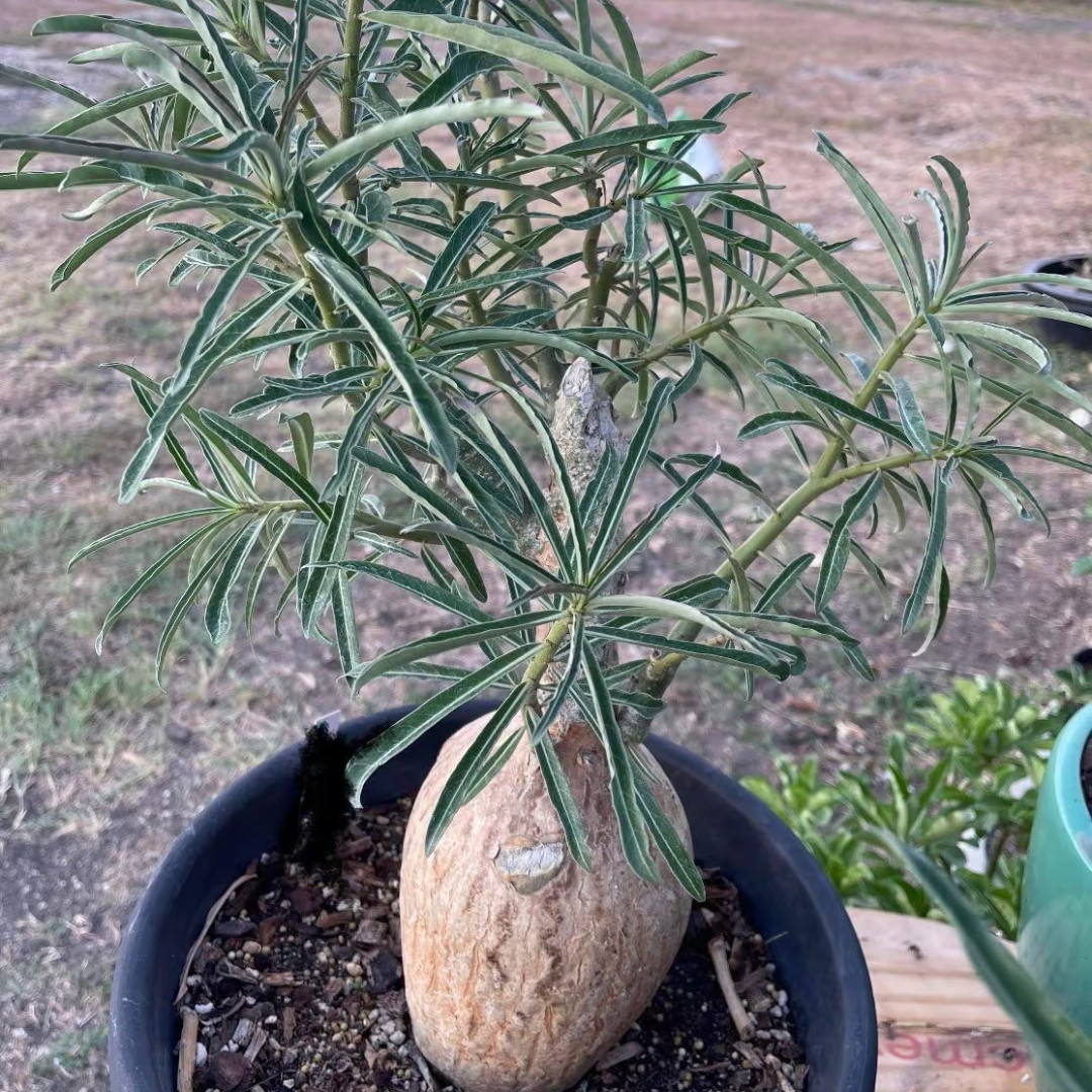 Adenium Somalense Seeds Mix - 3
