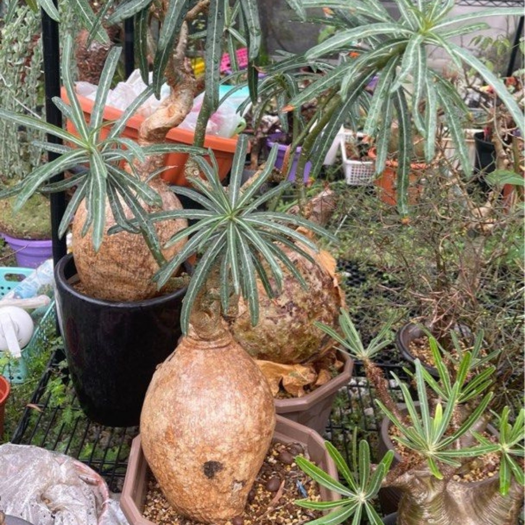Adenium Somalense Seeds Mix - 3