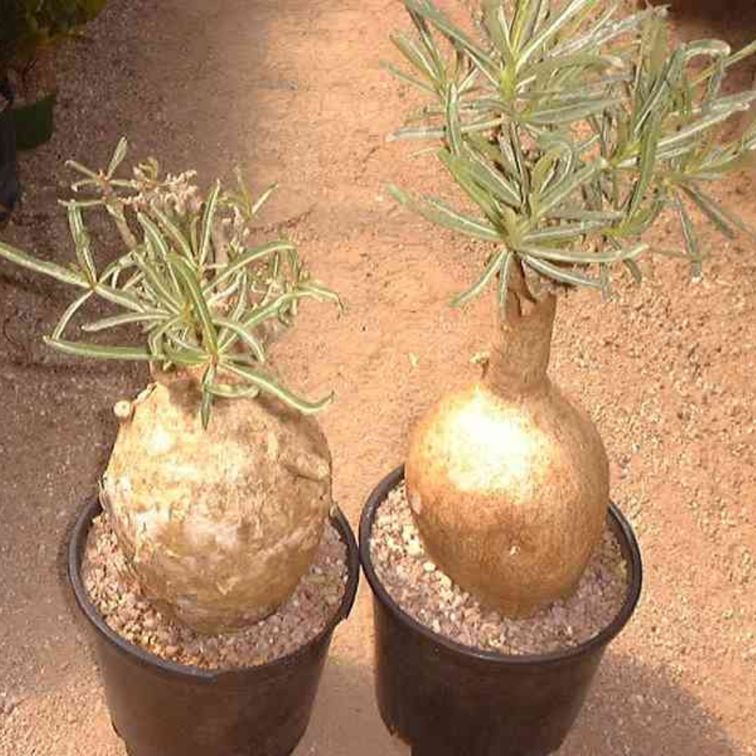 Adenium Somalense Seeds Mix - 3