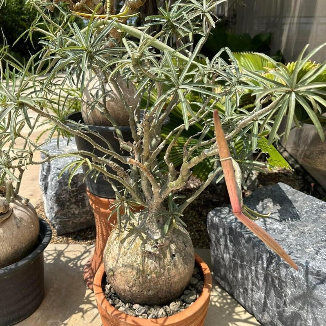 Adenium Somalense Seeds Mix - 3