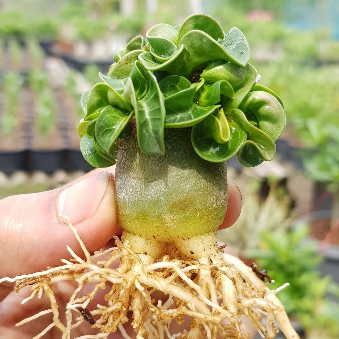 Adenium Arabicum Seeds Dorset Horn (DHA) Chada Panlan (CPL) - 3