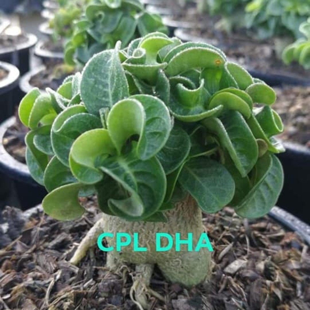 Adenium Arabicum Seeds Dorset Horn (DHA) Chada Panlan (CPL) - 3