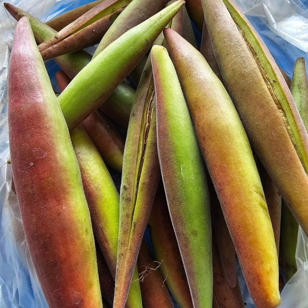 Adenium Arabicum Seeds Dorset Horn (DHA) Chada Panlan (CPL) - 3