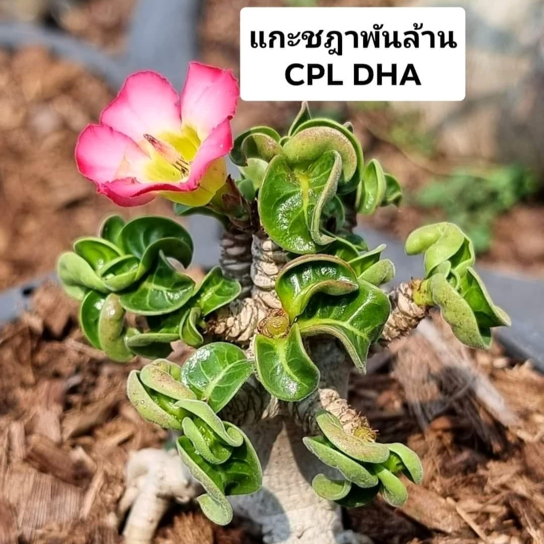 Adenium Arabicum Seeds Dorset Horn (DHA) Chada Panlan (CPL) - 3