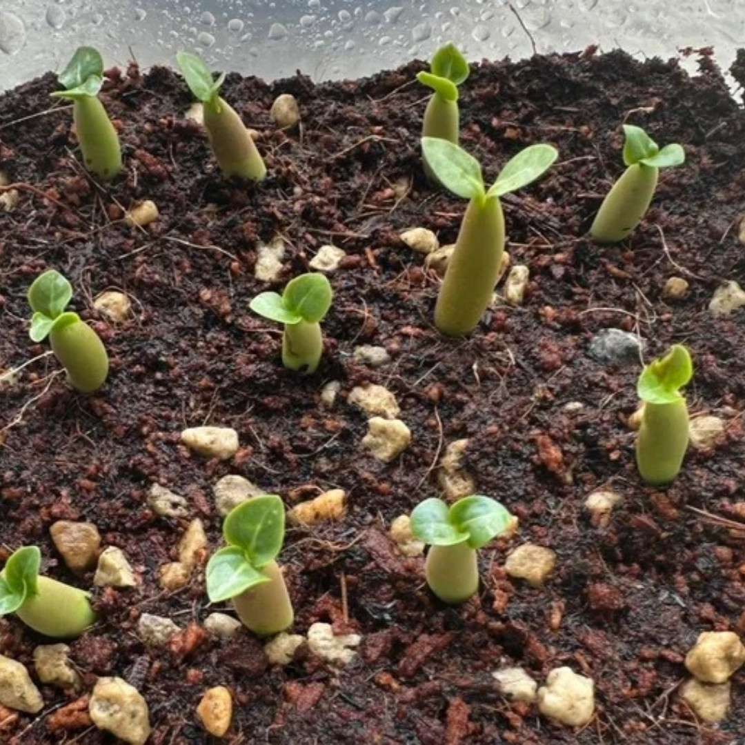 Adenium Arabicum Seeds Dorset Horn (DHA) Chada Panlan (CPL) - 3