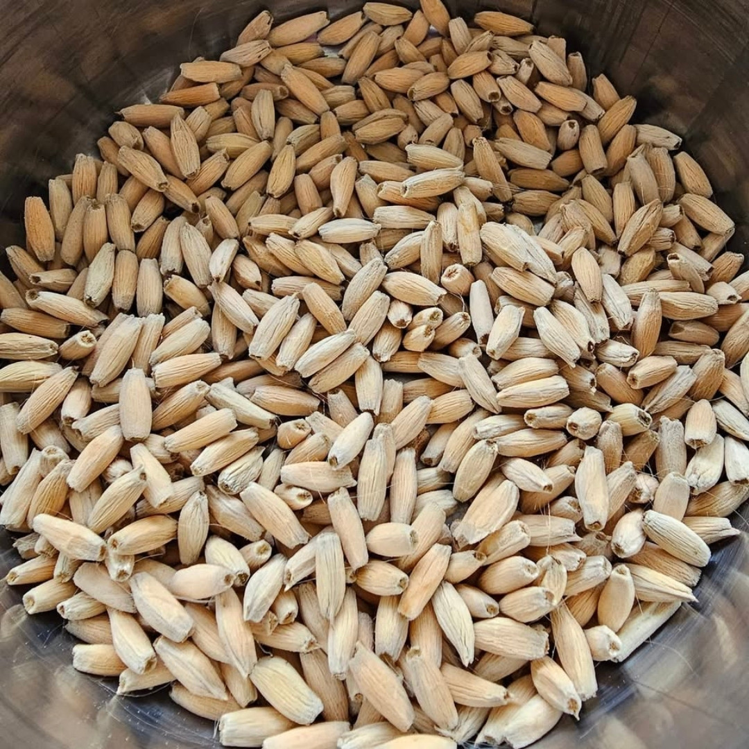 Adenium Arabicum Seeds Dorset Horn (DHA) Chada Panlan (CPL) - 3