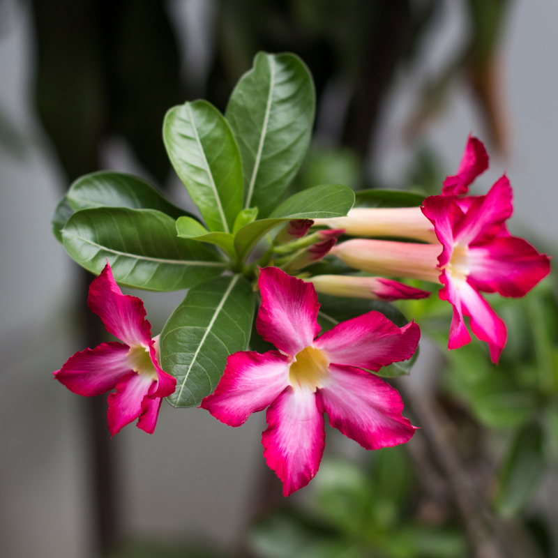 Adenium Arabicum Hybrid mix seeds - 3