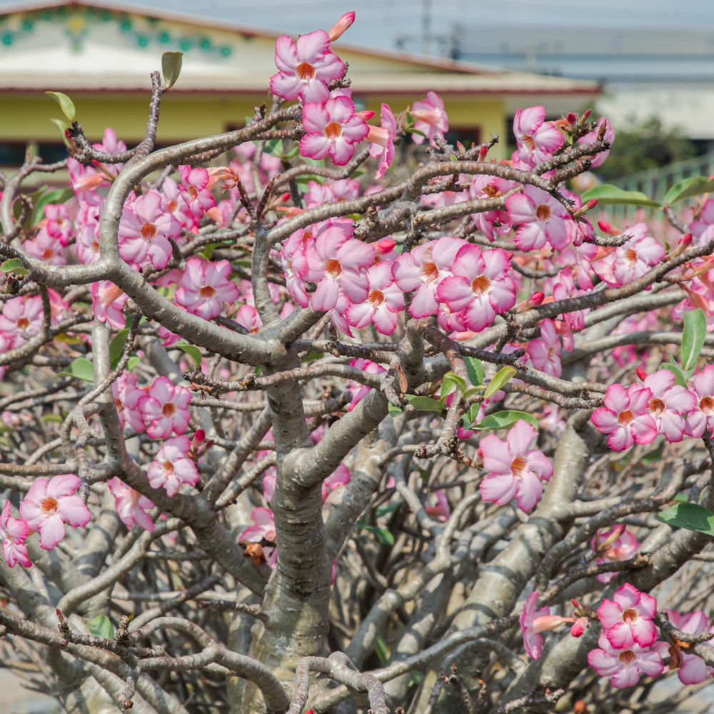 Adenium Arabicum Hybrid mix seeds - 3