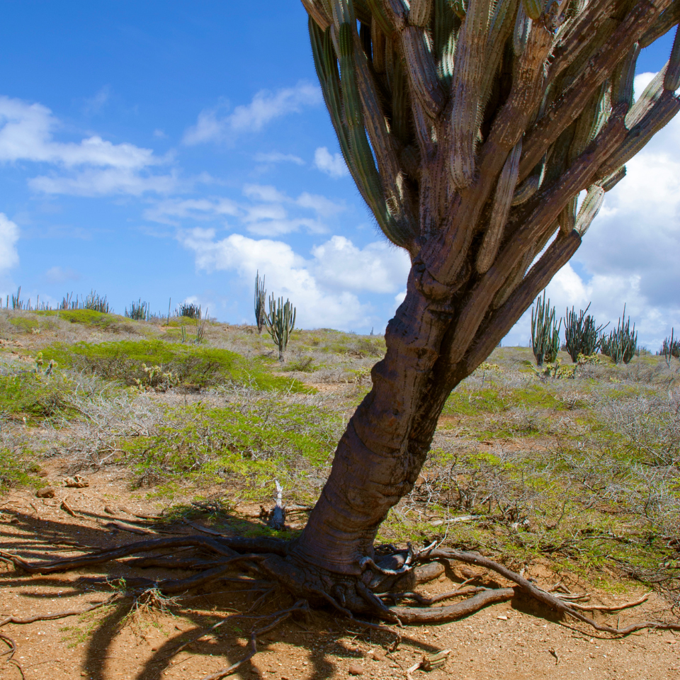 Giant Cactus CEREUS seeds - 15