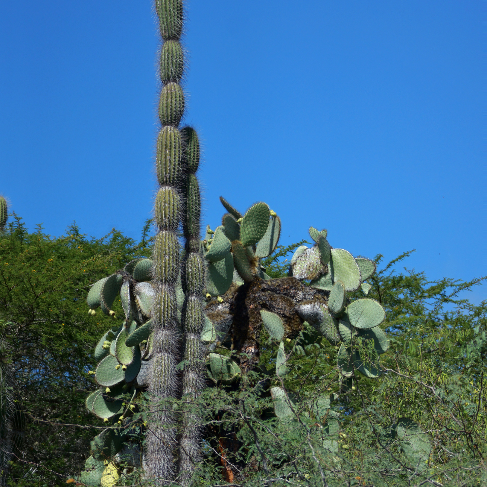 Giant Cactus CEREUS seeds - 15