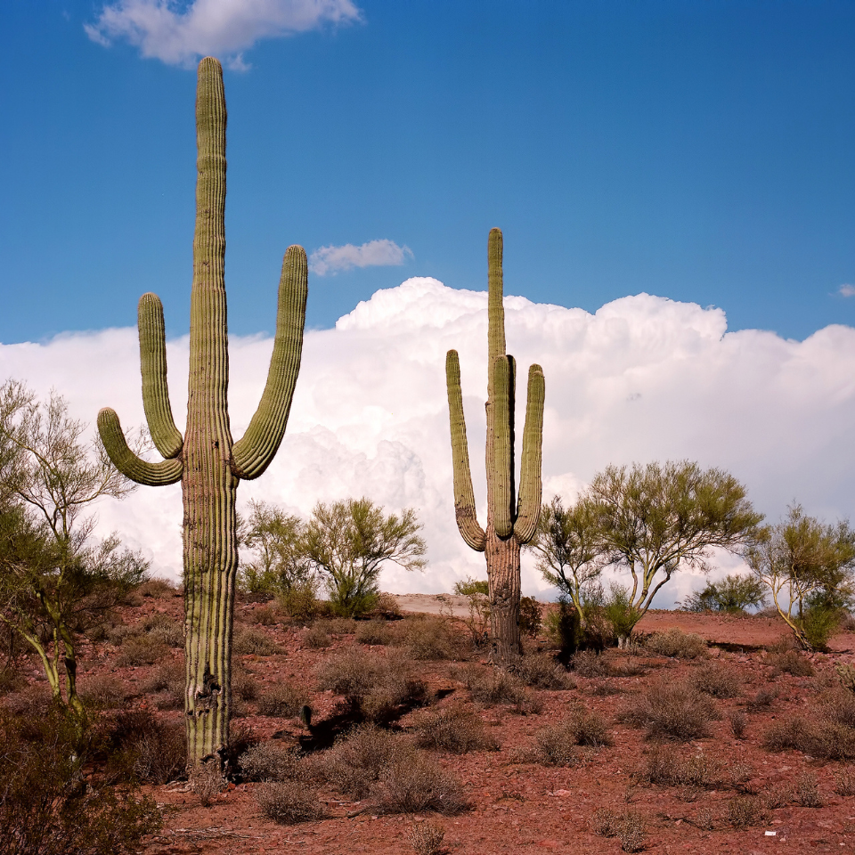 Giant Cactus CEREUS seeds - 15