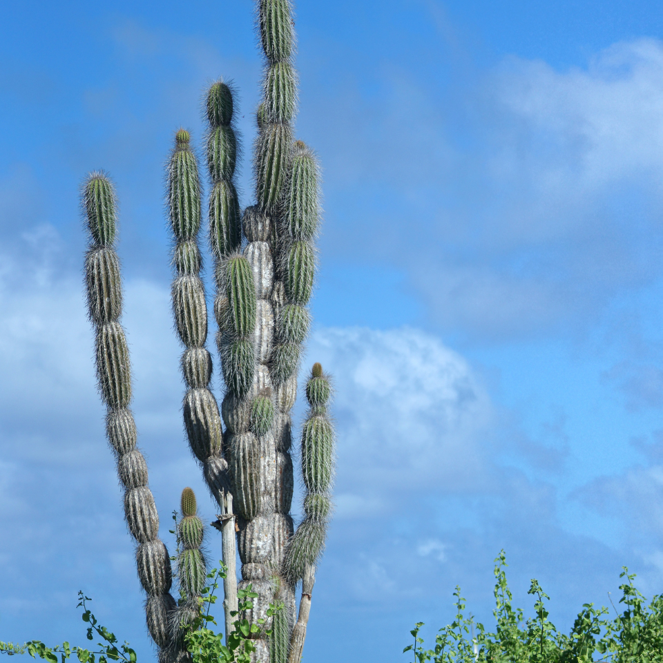 Giant Cactus CEREUS seeds - 15