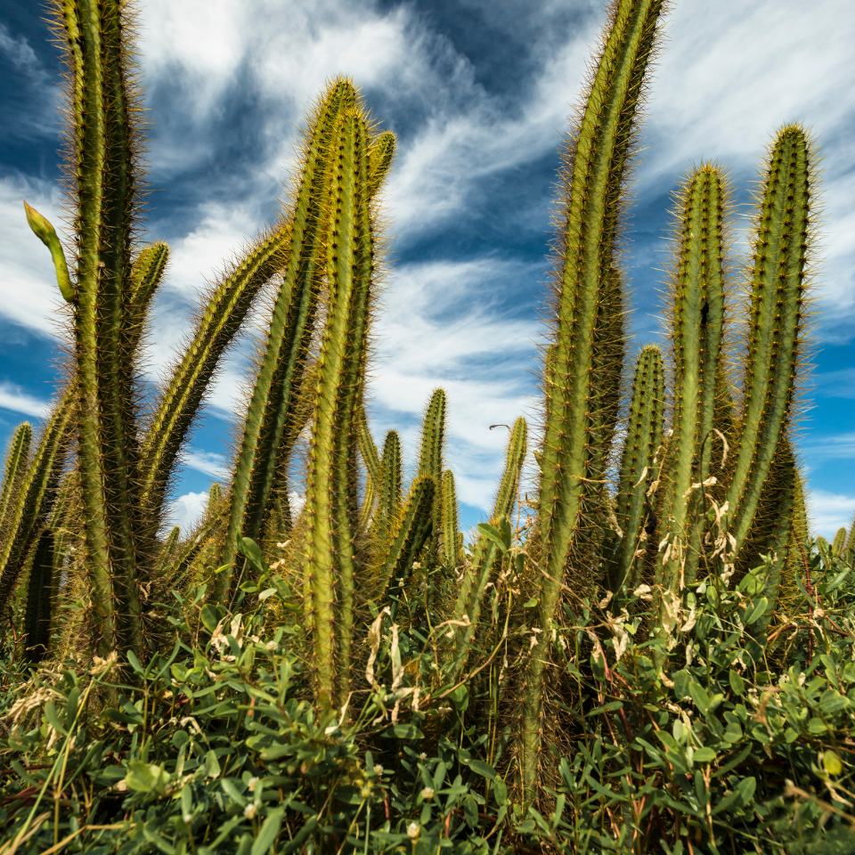 Giant Cactus CEREUS seeds - 15